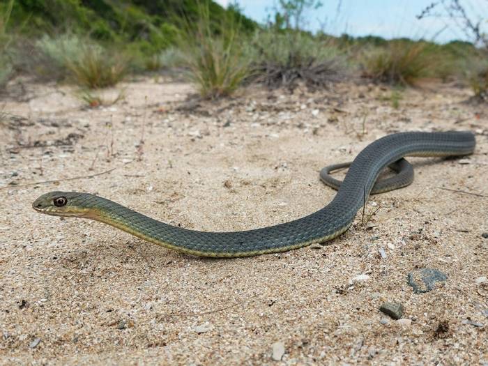 Eastern Montpellier Snake (Malpolon insignitus)