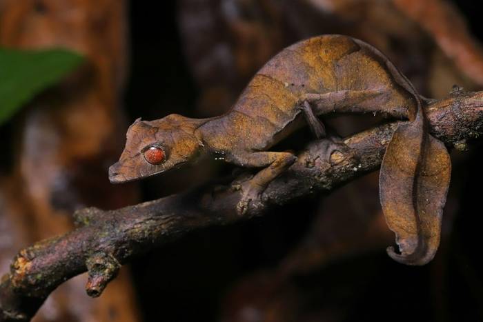 Satanic Leaf-tailed Gecko (Uroplatus phantasticus) © Bobby and Laura Bok, March 2026