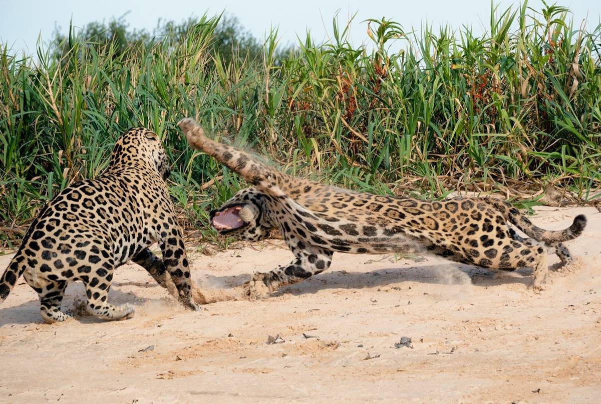 Jaguars-(Paul-Wild).jpg