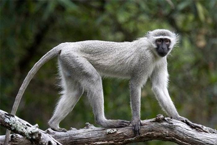 Vervet Monkey (Leon Marais)
