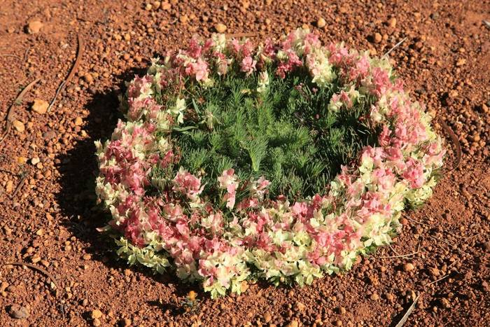 Wreath Leschenaultia, Western Australia shutterstock_1388010479.jpg