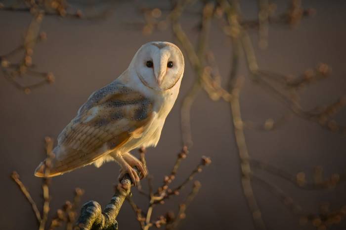 Barn Owl, norfolk, UK shutterstock_371233750.jpg