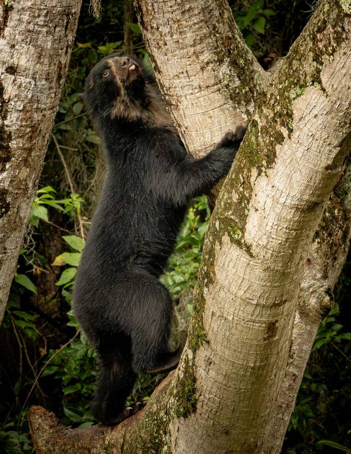 Spectacled Bear © Francisco Muñoz (15).jpg