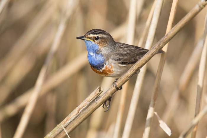 Bluethroat