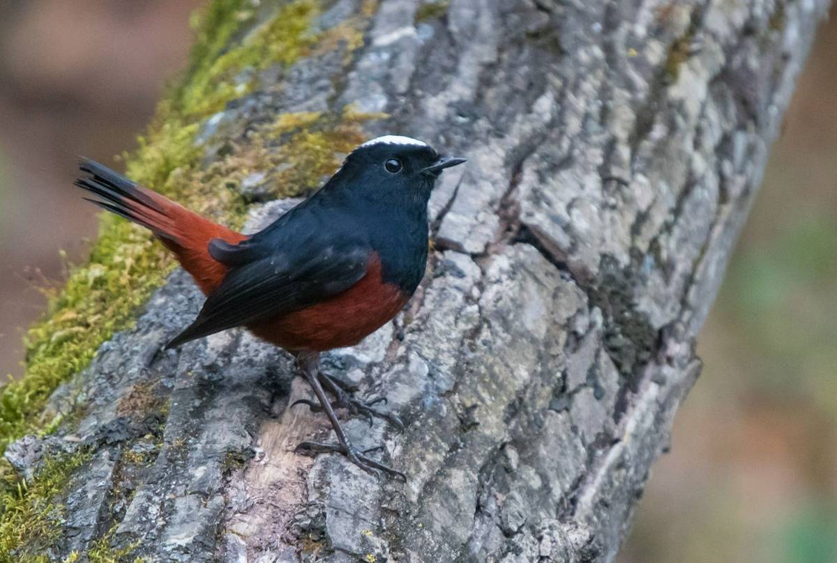 White Capped Water Redstart (Tim Melling)