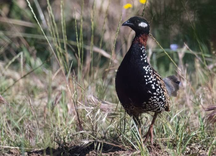 Black Francolin © Chris Griffin, May 2025.jpg