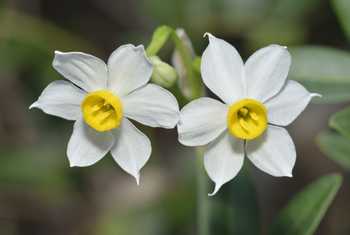 Narcissus tazette Cyprus shutterstock_374722855.jpg