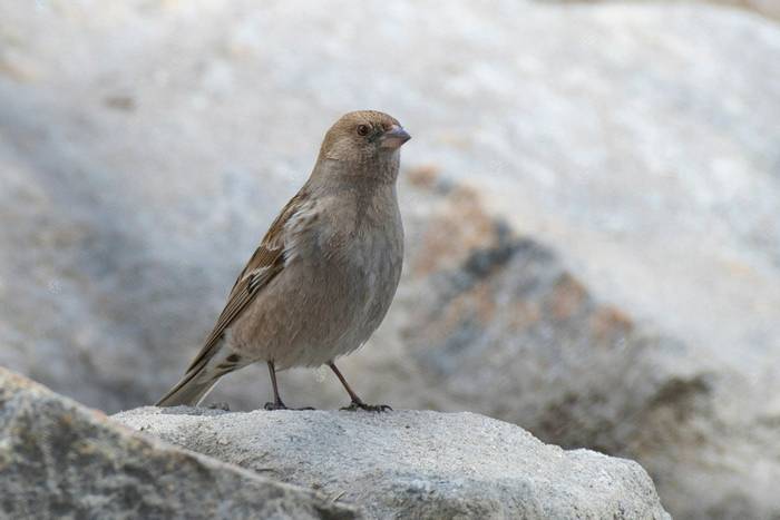 Plain Mountain Finch