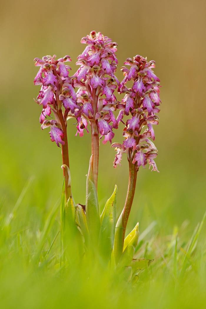Giant Orchid, Spain shutterstock_1030789354 (1).jpg