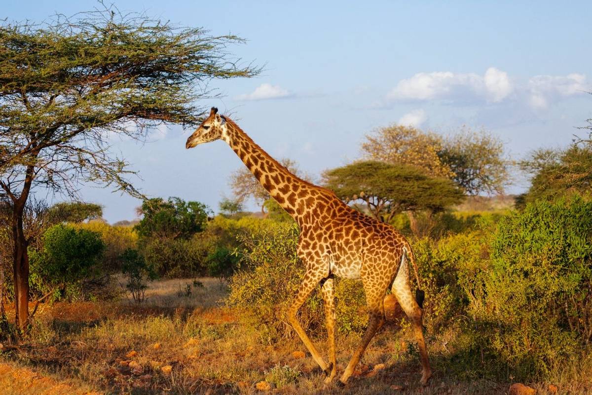 Giraffe in  East Tsavo Park in Kenya