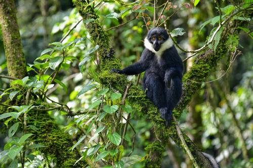 Mountain Gorillas – Uganda or Rwanda?