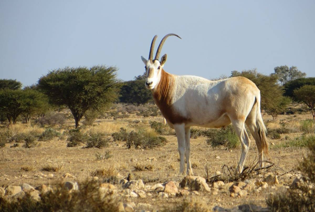 Scimitar-billed Oryx, Tunisia shutterstock_1672418833.jpg