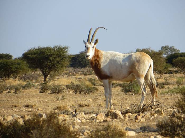 Scimitar-billed Oryx, Tunisia shutterstock_1672418833.jpg