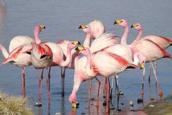 Puna Flamingoes