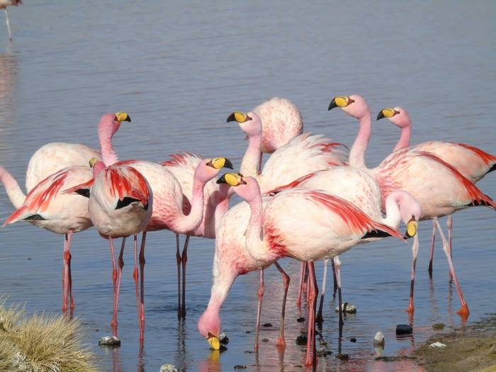Puna Flamingoes