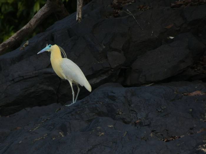 Capped Heron.JPG