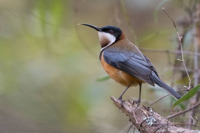 Eastern Spinebill