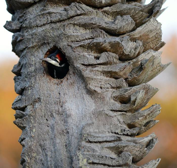 Crimson Crested Woodpecker (Stephen Woodham)