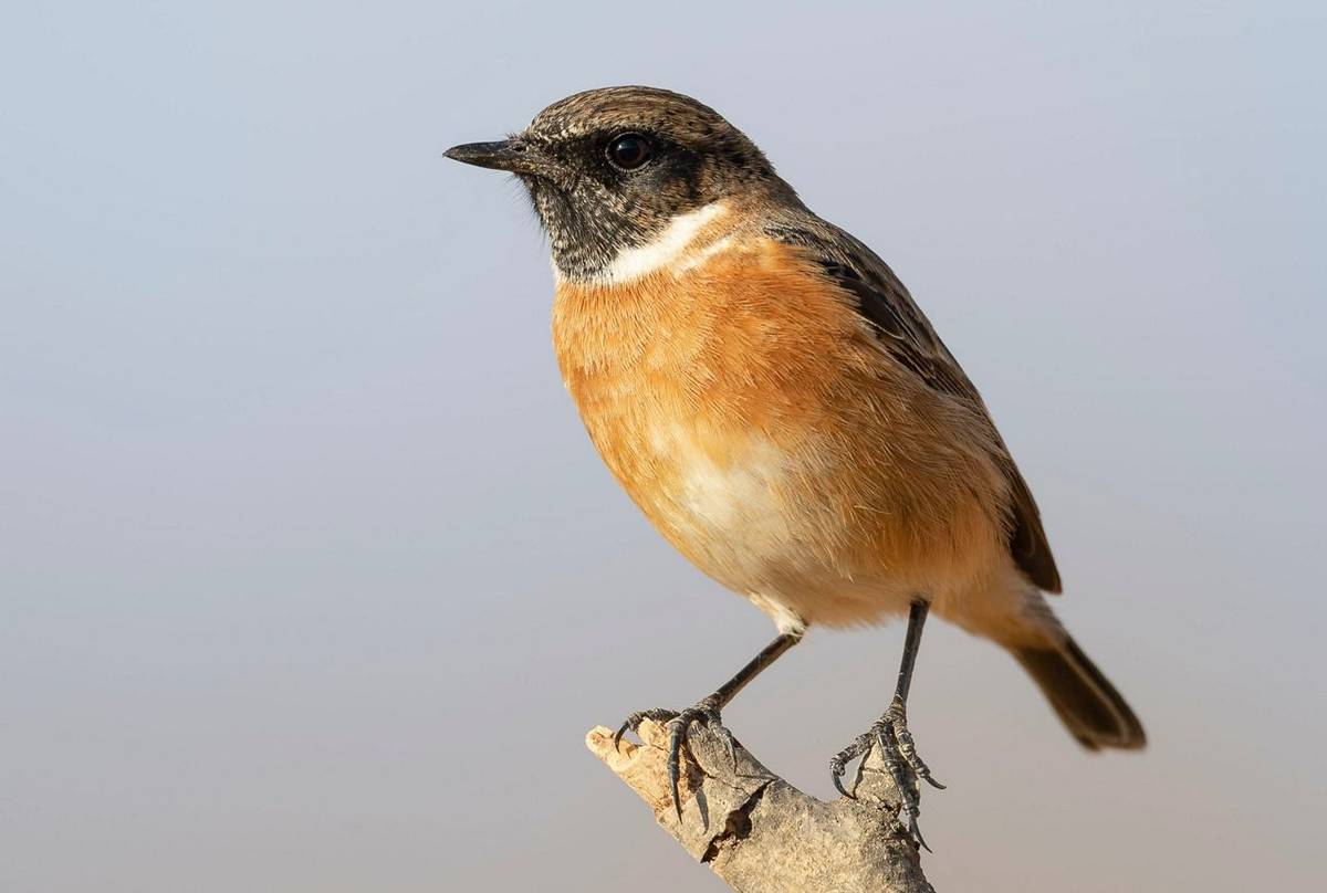European Stonechat Shutterstock 1241377201