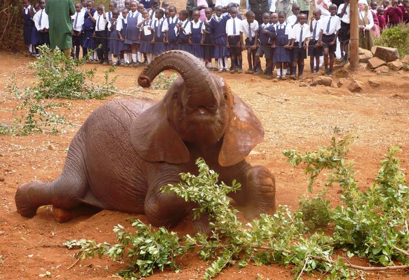 David Sheldrick Wildlife Trust - Kenya