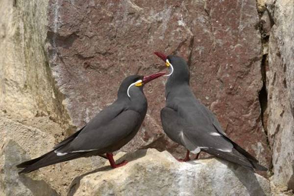 Inca Terns (Peter Price)