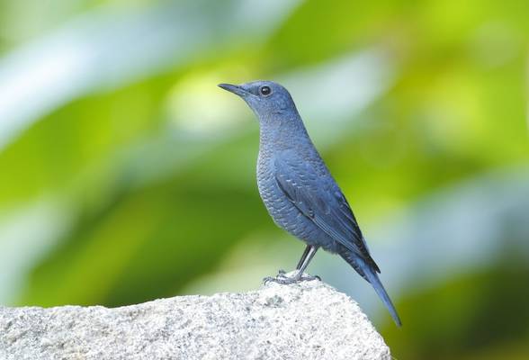 Blue Rock Thrush