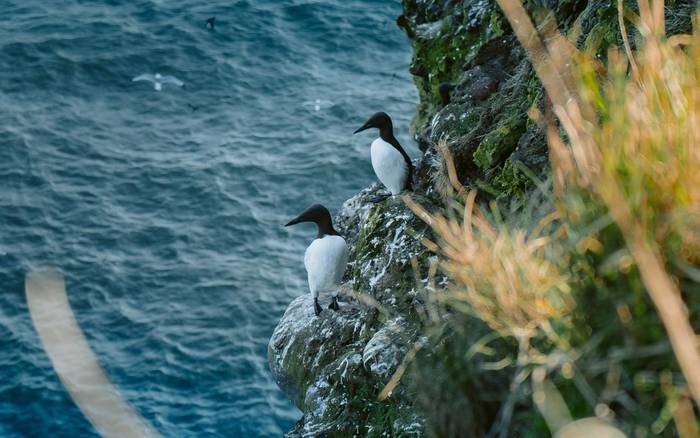 Guillemots, UK shutterstock_1382304059.jpg