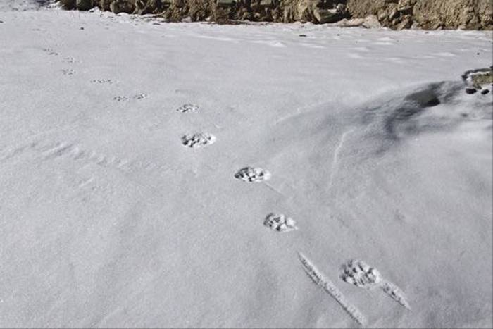 Cat paw prints and tail, Ladakh (Russell Scott)