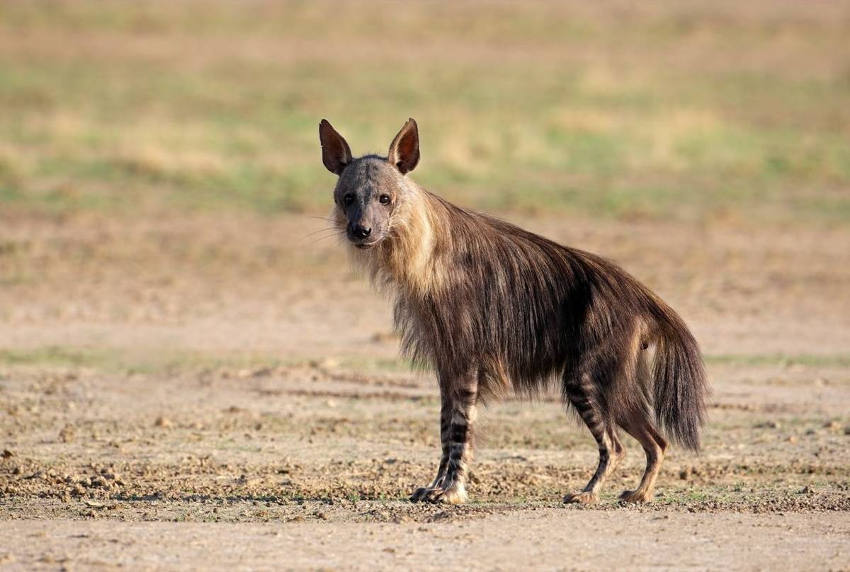 Brown Hyena, South Africa Shutterstock 72531496