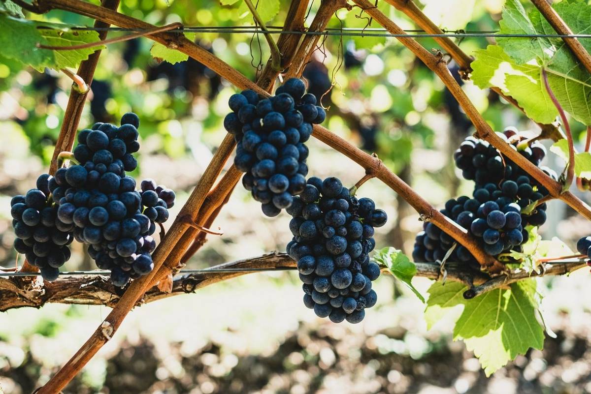 Close up of bunches of black grapes on a vine.