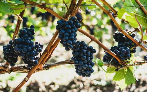 Guided Walking & Wine in the Cotswolds 