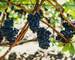 Close up of bunches of black grapes on a vine.