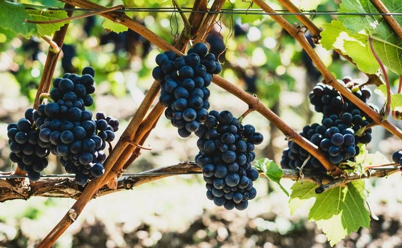 Close up of bunches of black grapes on a vine.
