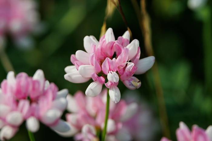 Purple Crownvetch (Securigera varia) © Giorgi Natsvlishvili, June 2025