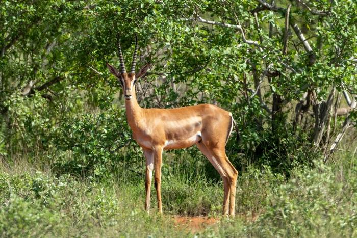 Grant's Gazelle © Carole and David Clarke, February 2026 tour