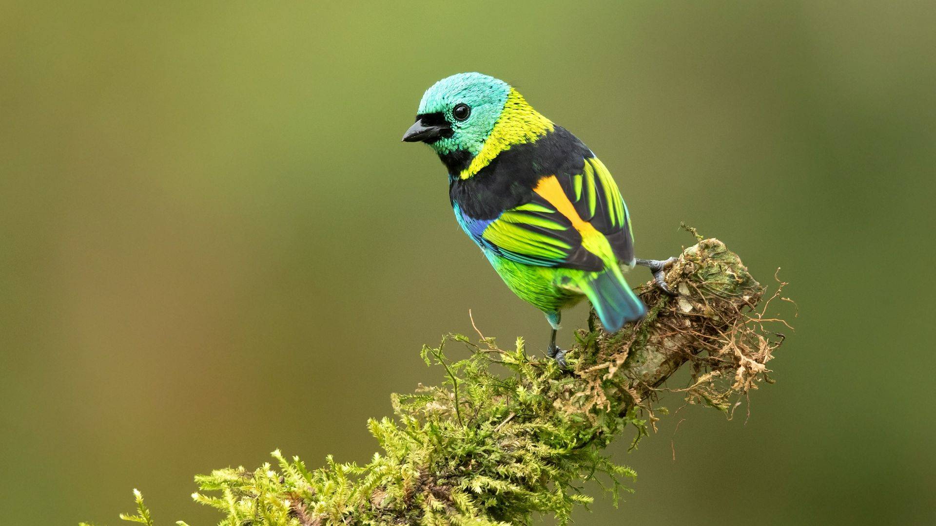 Wildlife Holidays with Late Availability