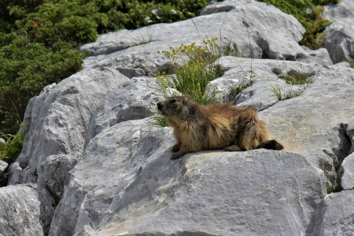Alpine Marmot © Connell