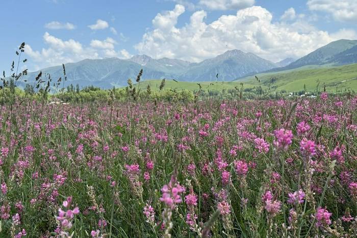 Kyrgyzstan lowlands © Dan Lay, June 2025