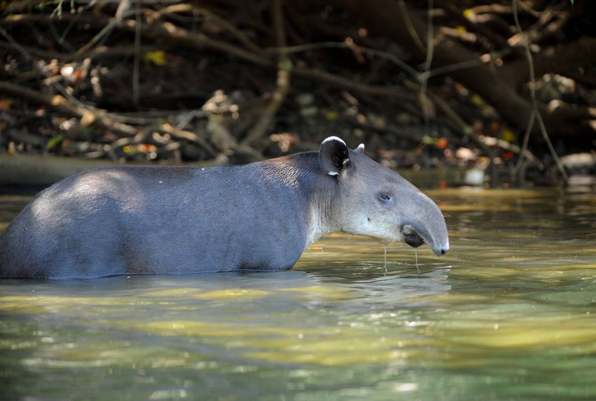 Tapir, South America.jpg