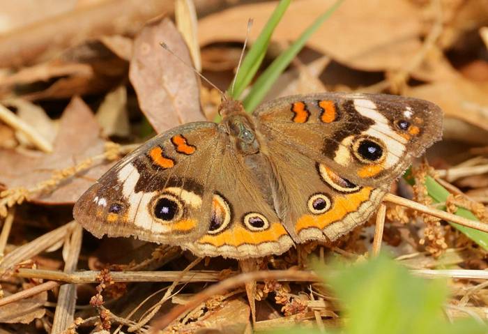 Common Buckeye by Barrie Cooper.jpg