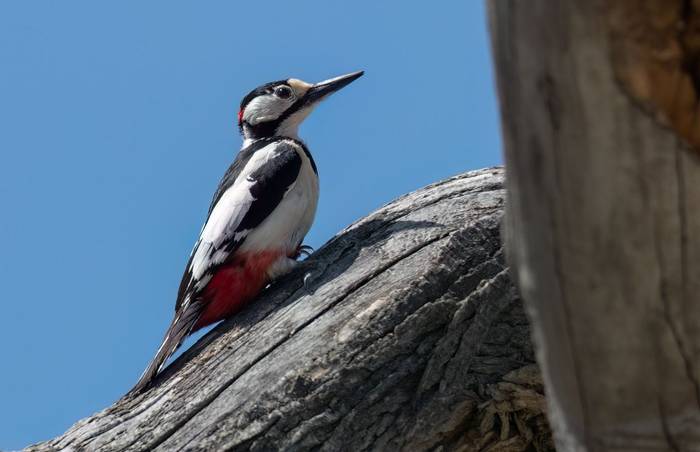 White-winged Woodpecker © Chris Griffin, May 2025