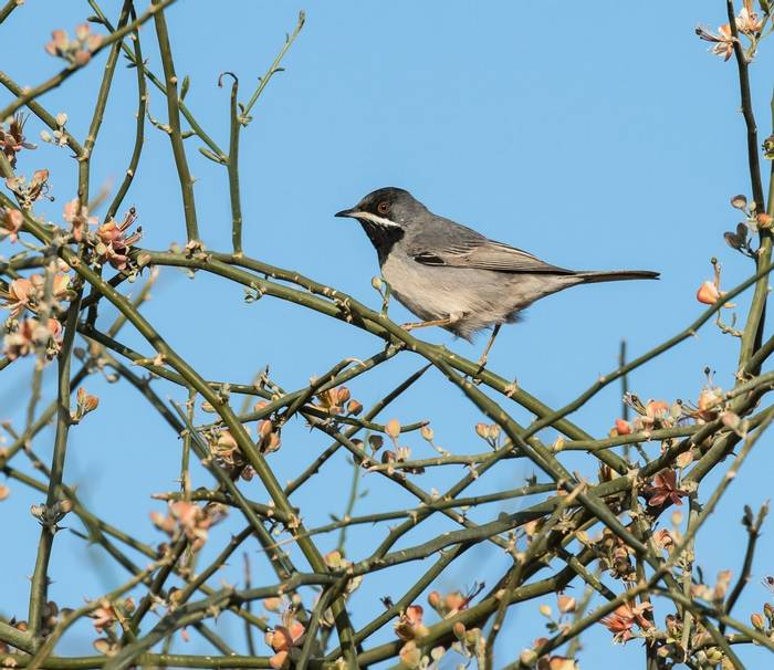 Ruppells Warbler shutterstock_266412272.jpg