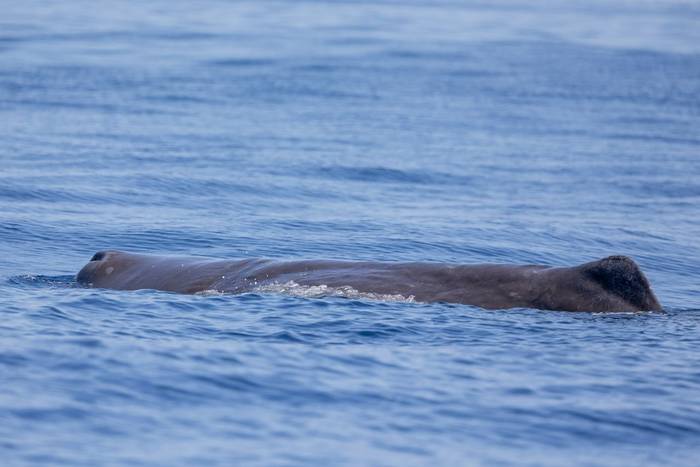 Sperm Whale (Sara Frost).jpg