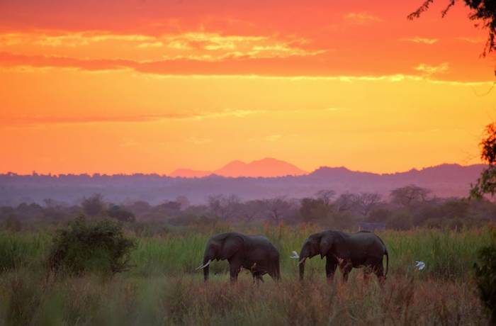 Elephants, Liwonde National Park, Malawi shutterstock_692481478.jpg