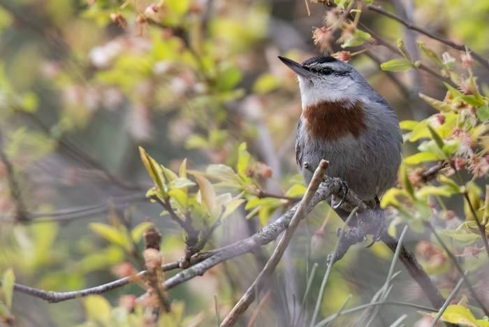 Kruper's Nuthatch © Chris Griffin, April 2025