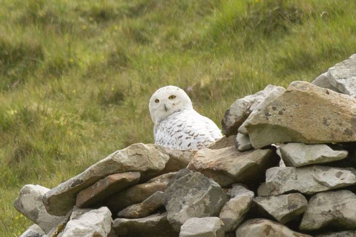 Snowy Owl, St Kilda (Sara Frost)