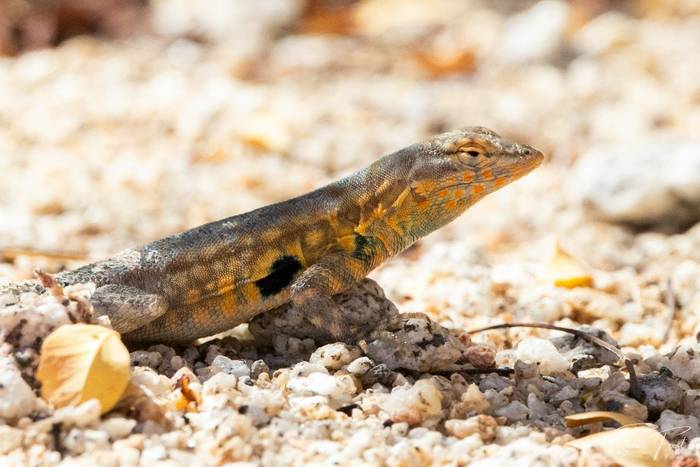 Side-blotched Lizard (Sara Frost).jpg