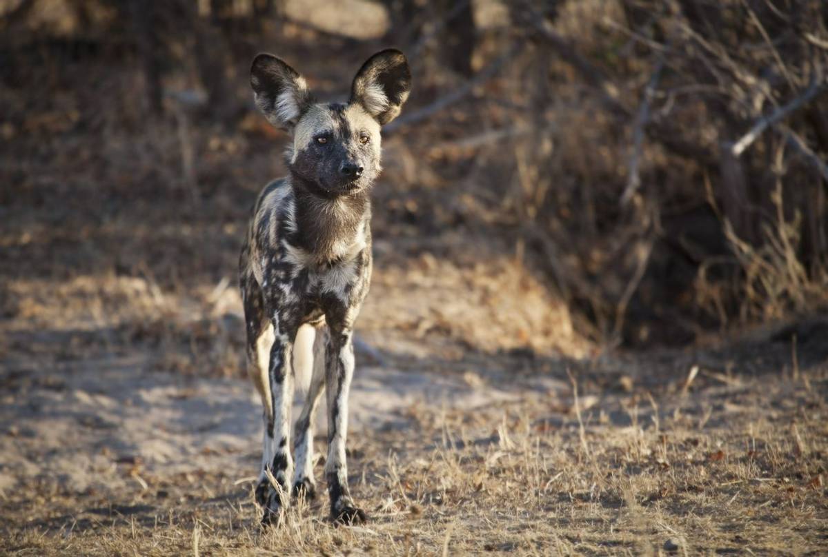 African Wild Dog, Tanzania Shutterstock 569046619 2