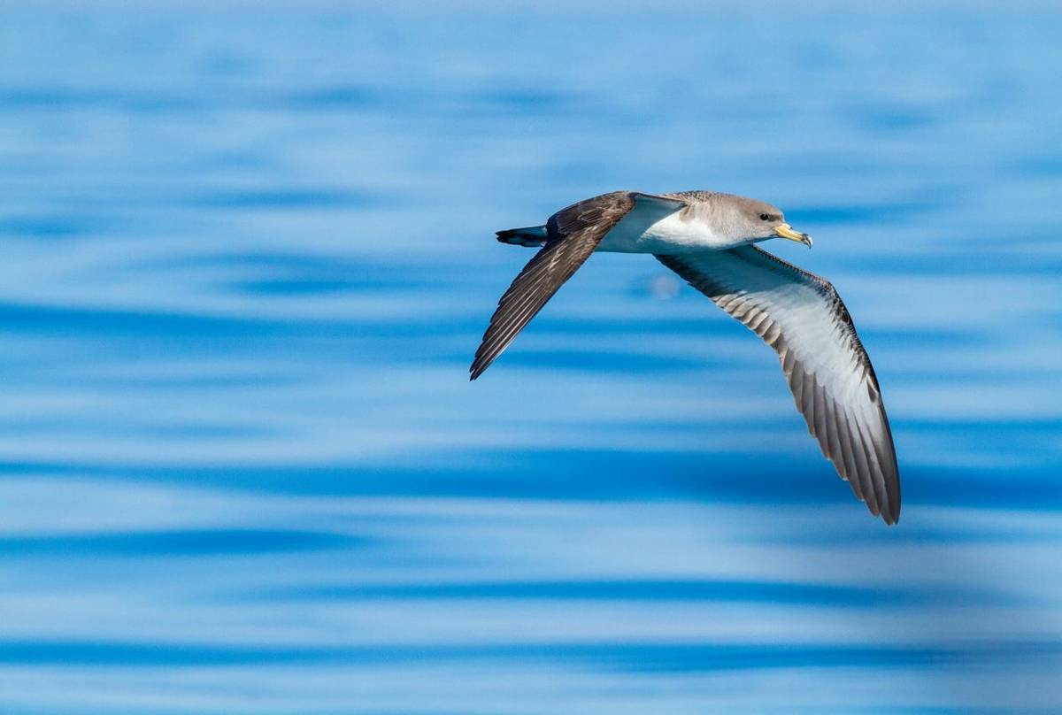 Cory'S Shearwater Shutterstock 652551862 (1)