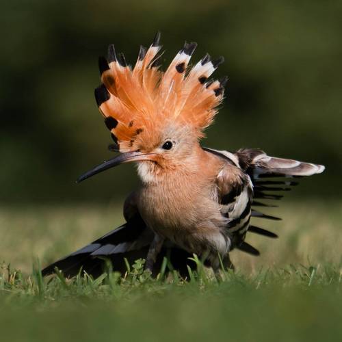 Hoopoe